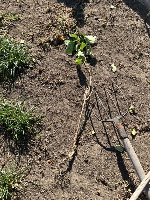 Продам древовидную гортензию