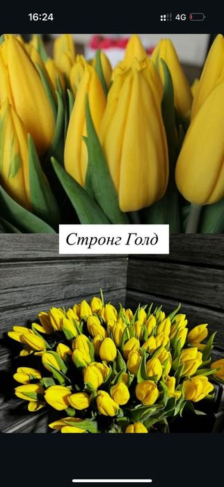 Тюльпаны в широком ассортименте