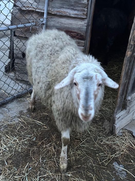 Баран породы саудабар