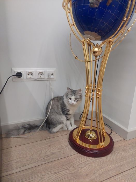 Котенок мальчик Ташкент