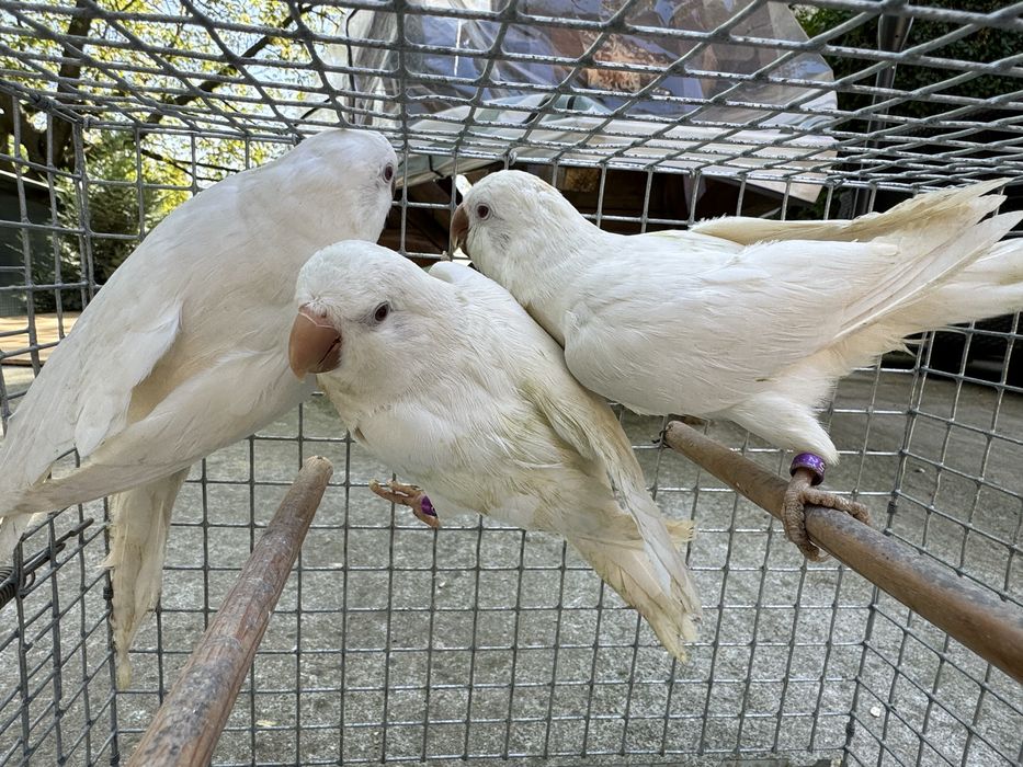 Papagali Calugari