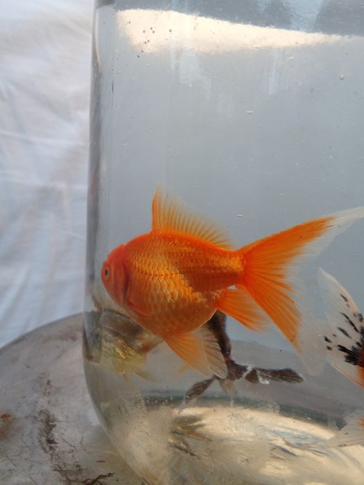 Aranda baliqlari akvarium uchun