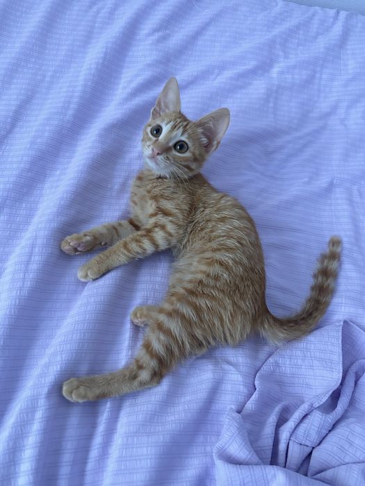 Котенок в добрые руки
