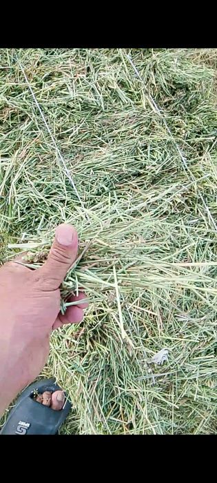 Сено разнотравья с люцерной