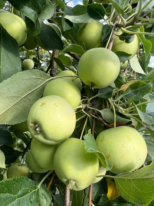 Продам яблоки «Уралка»