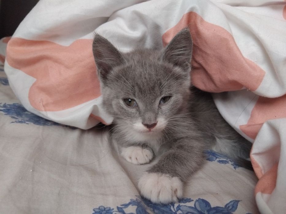 Отдам котят мальчики