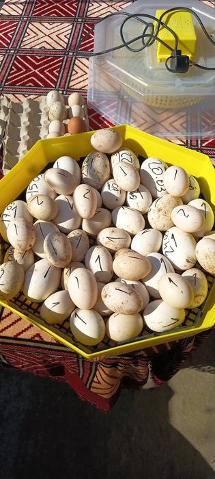 Oua de incubat Gaste Chinezesti.Rate pekin si lesesti.