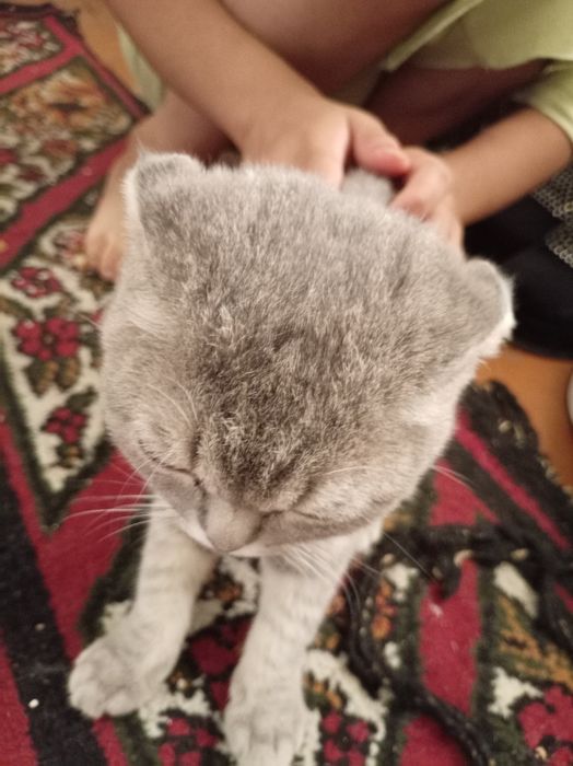 zotdor mushukkk sotiladi kimga kerak bólsa aloqadamz