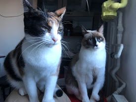 Pisici de pe strada pentru adoptie (sterilizate vaccinate)