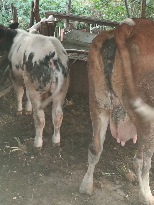 Vind Vacă și vițel vacă gestantă in2 luni vițelul are 3 luni jumate este albastru belgian