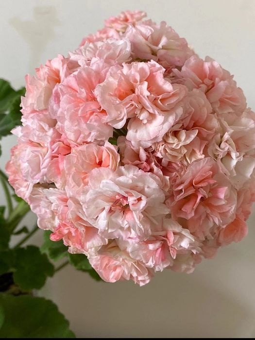 Пеларгония сортовая