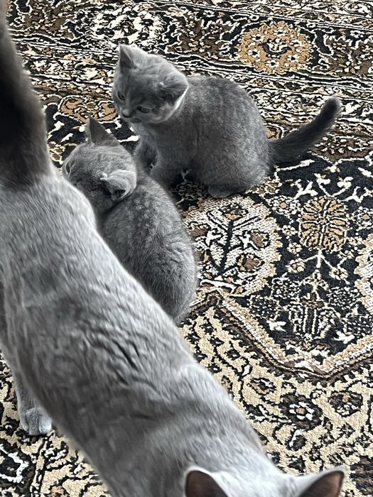 Британски котета