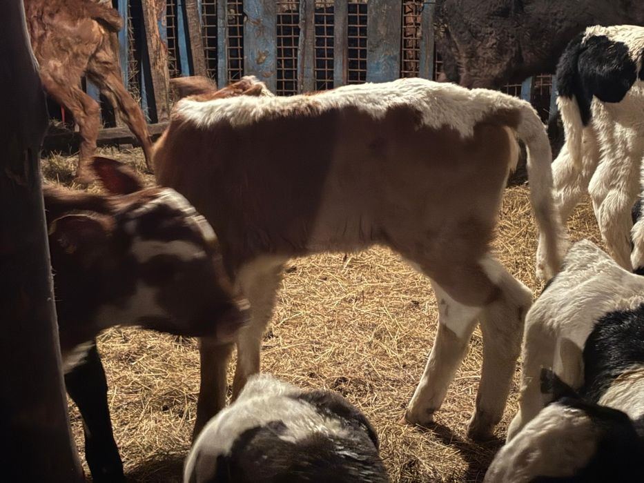 Продам телят бычки