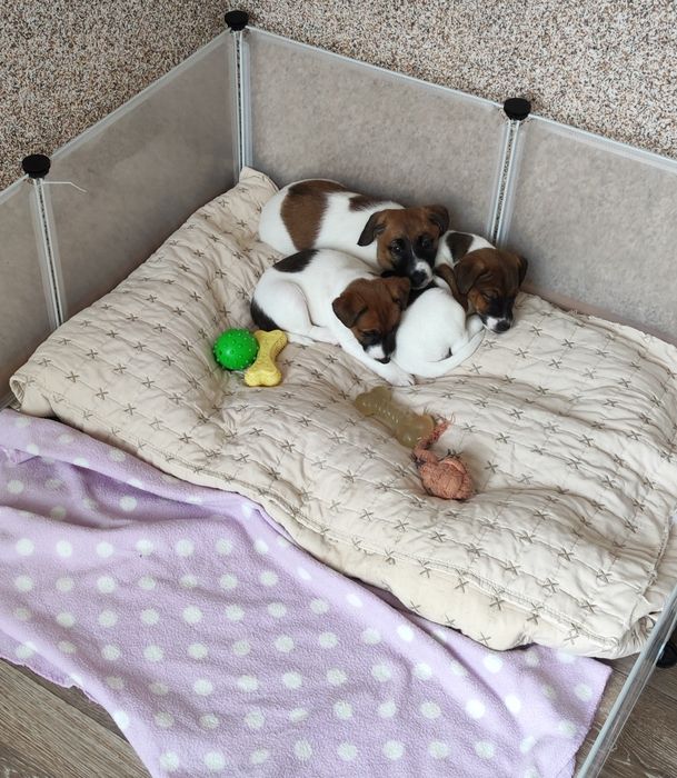 Гладкокосмест фокстериер