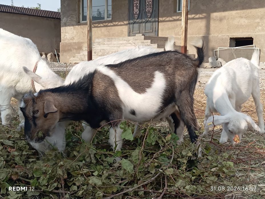 Лак заанен 5 айлык