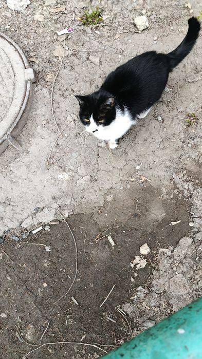 В.  добрые   руки