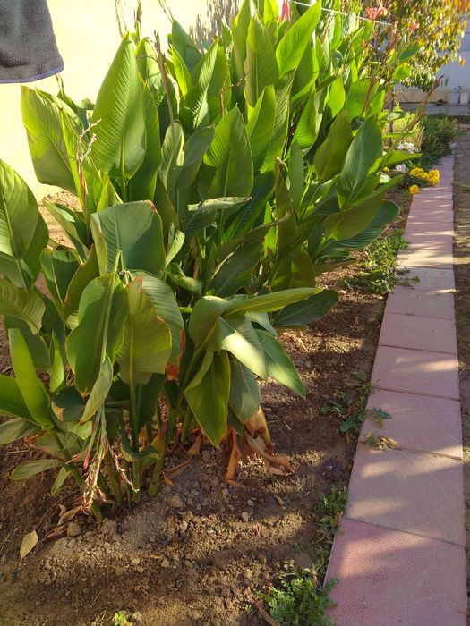 Луковицы Канна цветы