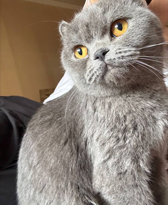 Шотландский вислоухий Scottish fold