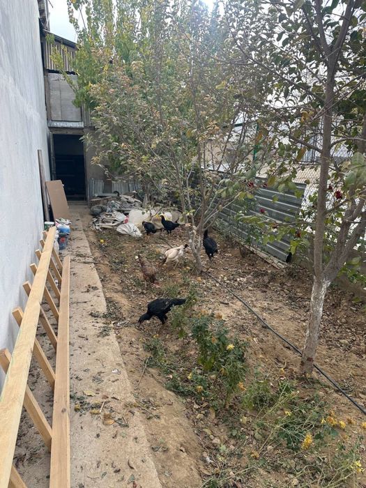 Dakan tovuq sotiladi