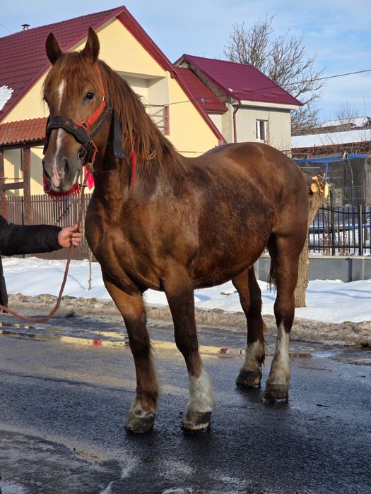 Vând iapă de 7 ani