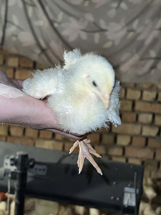 Joja broller sogʻlom