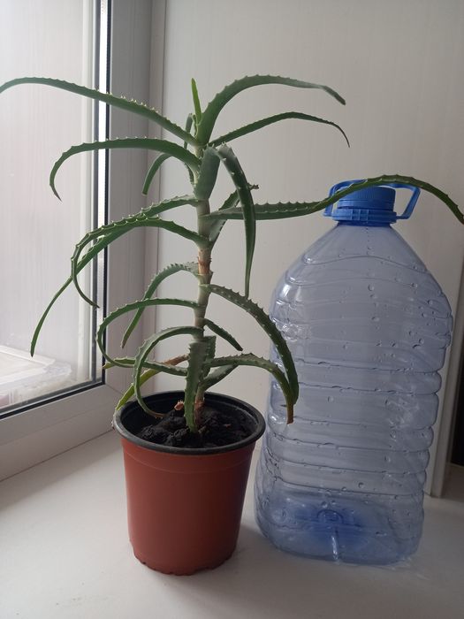 Продам взрослое алоэ