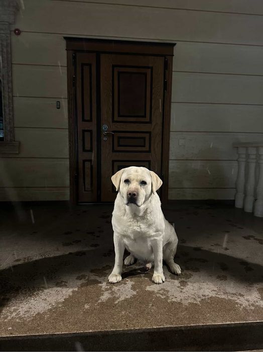 Лабрадор   вязка