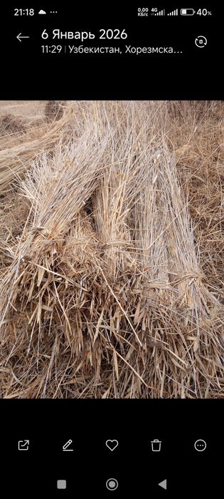 Камиш култаси 3000 сумдан