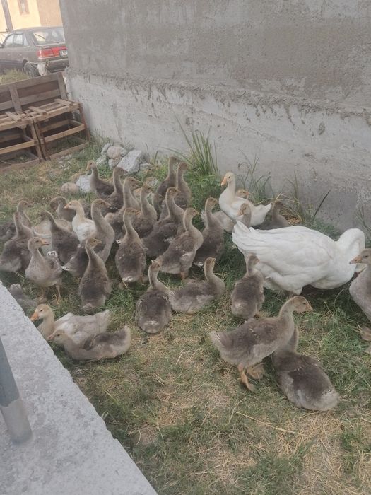 Продам Гусят крупно серые