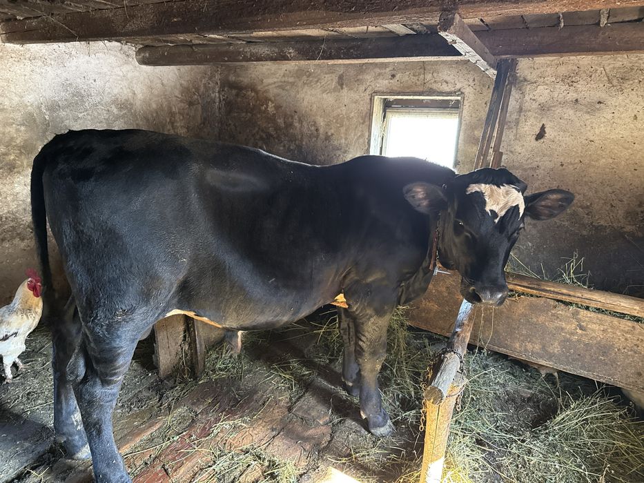 Vând taur rasa angus  de 7 luni