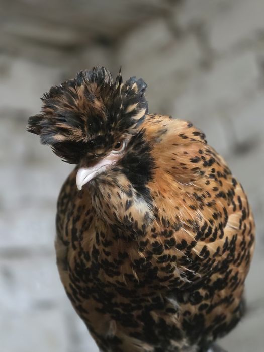 Инкубационное яйцо павловских кур