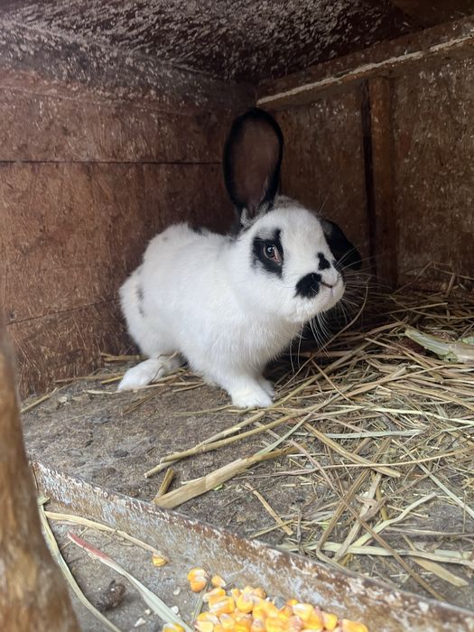 Mascul fluture german