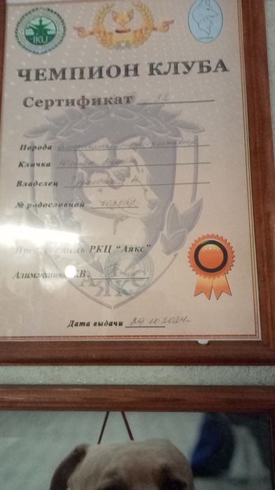 Американский питбуль терьер. Вязка