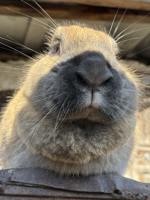 Vand iepuroaica 150 lei