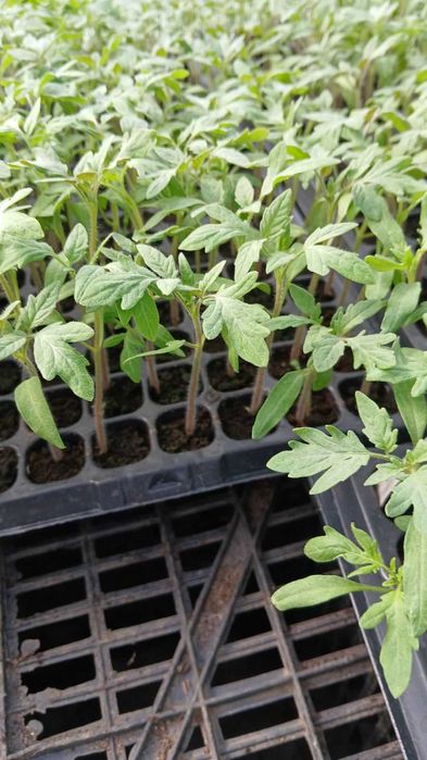 Разсад домати, краставици, Дини, Пъпеши, Пипер, зеле и др.