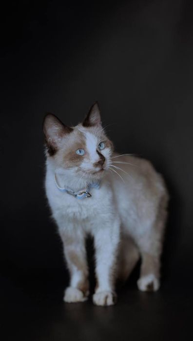 Кошки в добрые руки