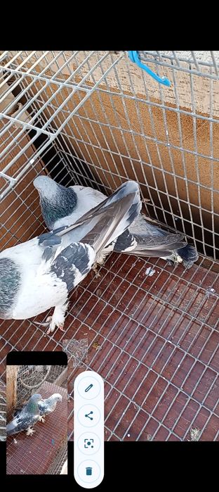 Продам таклу разных мастей