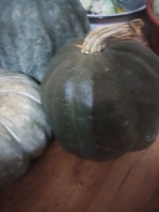 Продам тыкву на манты