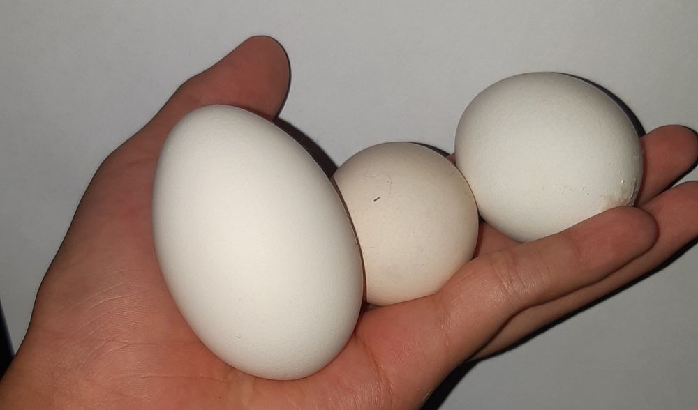 Япон товук тухимлари жужа очириш учун