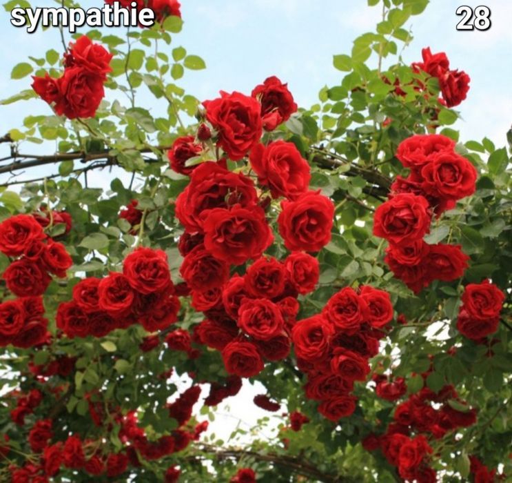 Butasi Trandafiri tufe/urcatori