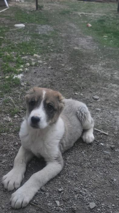 Продается щенок волкодав