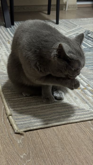 Продам кошку British Shorthair.