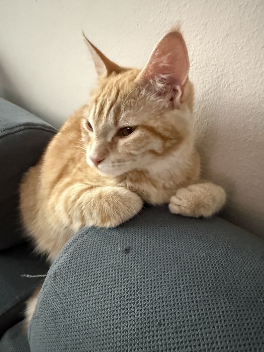 Котенок в хорошие руки