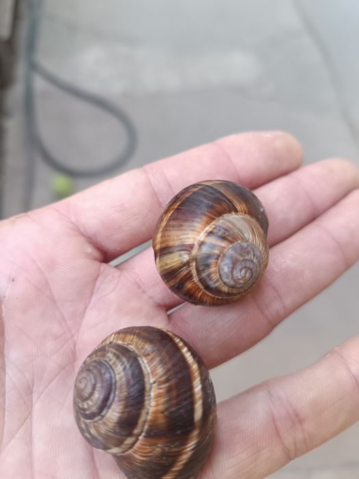 Продаётся виноградные улитки