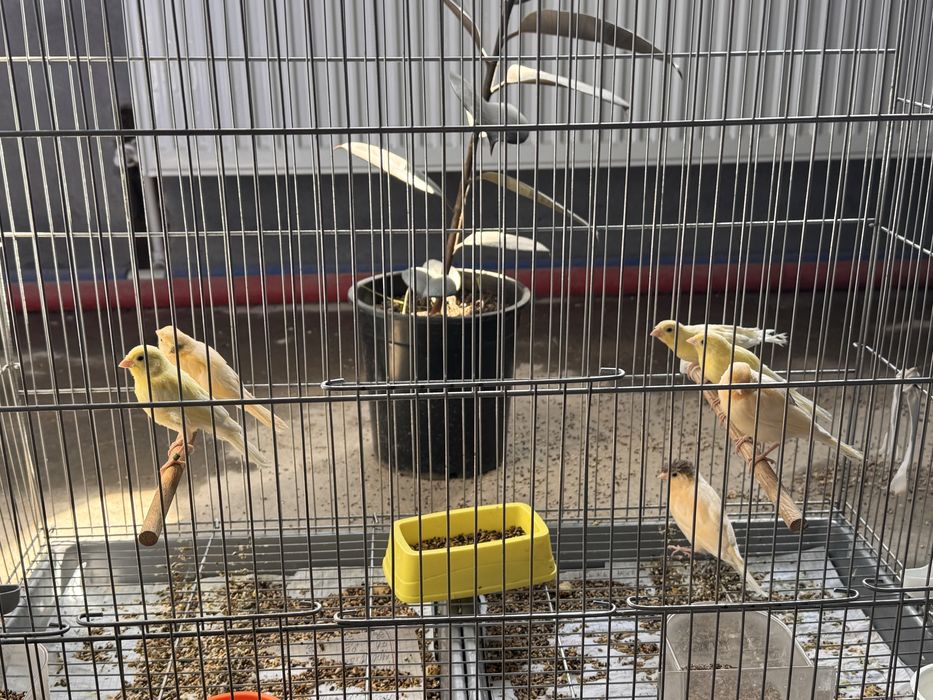 Kanareyka zotlik xar xil turdagisidan bor Kelishsak biznesi ham sotila