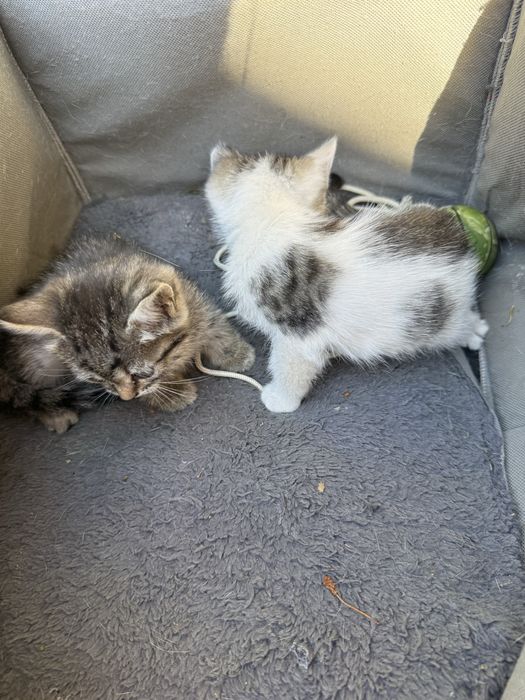 котята 2 месяца приученные к лотку