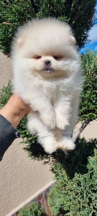 Померан мини померан