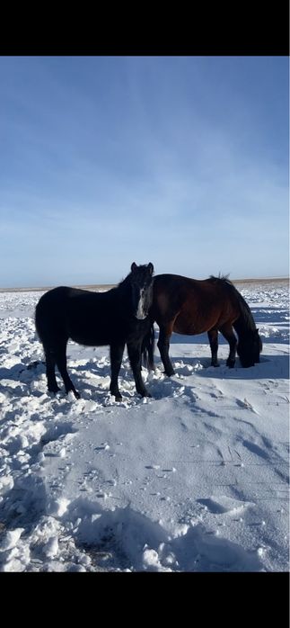 Жеребята тяжики