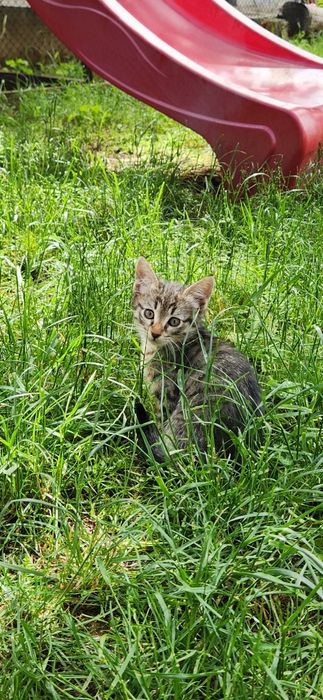 Подарявам малки котета