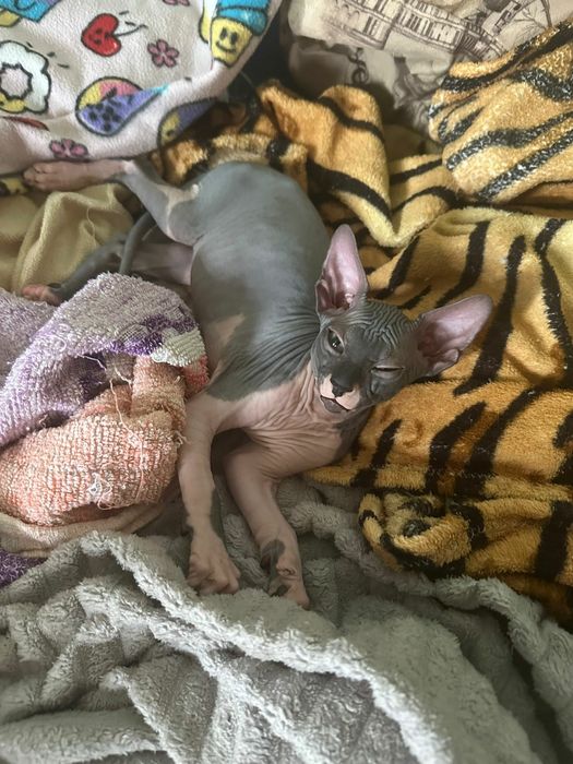 Котята сфинксы ливкой